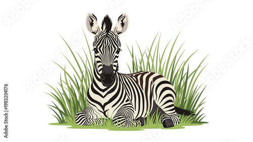 Beautiful zebra lying down in tall green grass with its black and white stripes clearly visible vector illustration.