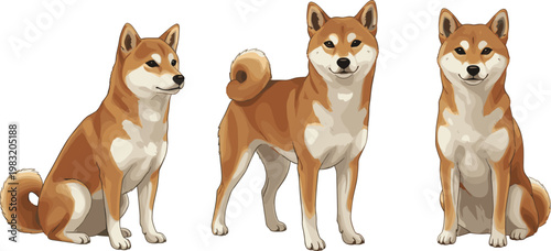 Vector illustration of Shiba Inu dogs in different poses showing breed characteristics and unique appearance