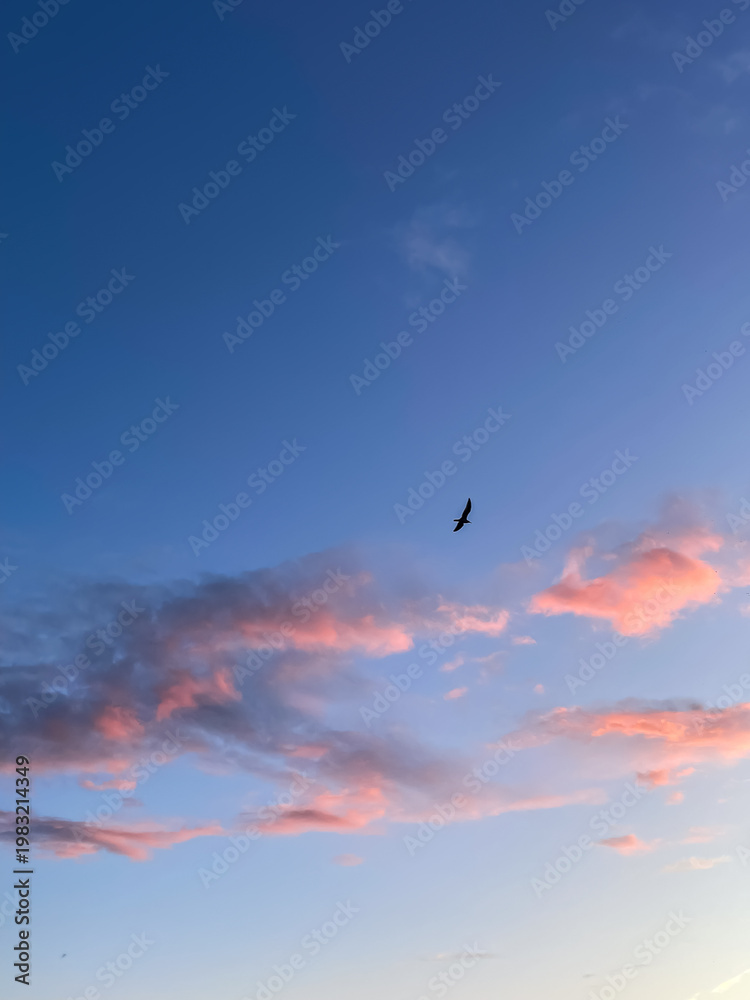 Obraz premium Blue sky with pink sunset clouds and single bird soaring between them, nature and evening sky