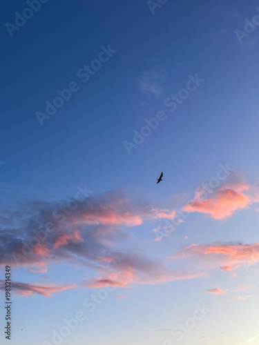 Blue sky with pink sunset clouds and single bird soaring between them, nature and evening sky