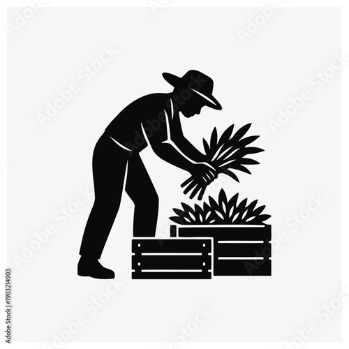 Farmer harvesting plants into a crate silhouette