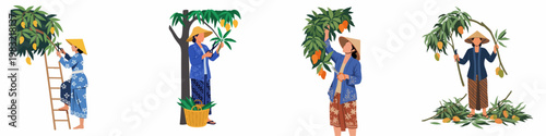 Set of illustrations showing Southeast Asian women in traditional dress harvesting mangoes from trees using ladders and garden shears on a white background.