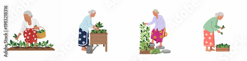 Set of illustrations featuring elderly Asian women harvesting fresh vegetables and gardening in various poses on a white background.