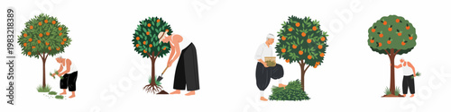 Set of illustrations showing a male farmer tending to orange trees, including weeding, digging, harvesting, and pruning, in a flat minimalist style.