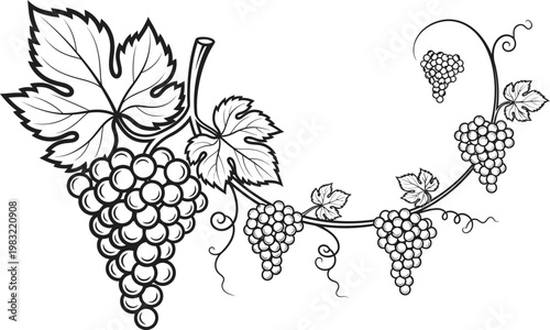 Vintage botanical illustration of grapes and vine leaves