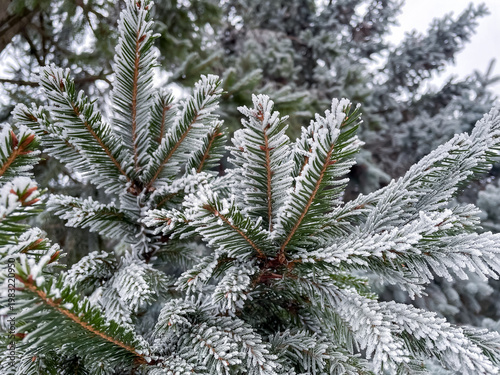 Close up of spruce branches in winter completely covered with white frost crystals, seasonal nature and cold weather