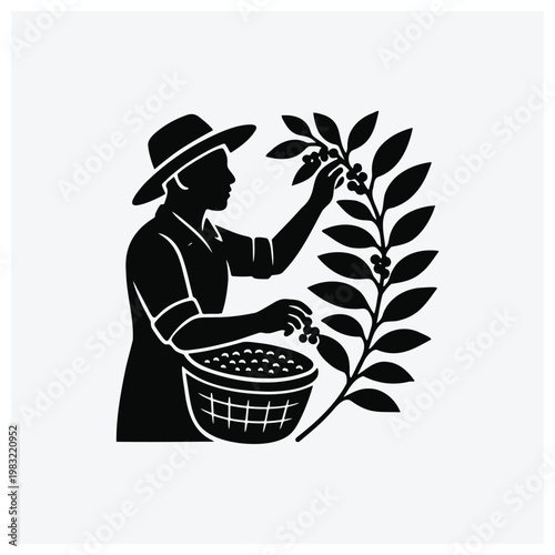 Silhouette of farmer harvesting coffee berries in a basket