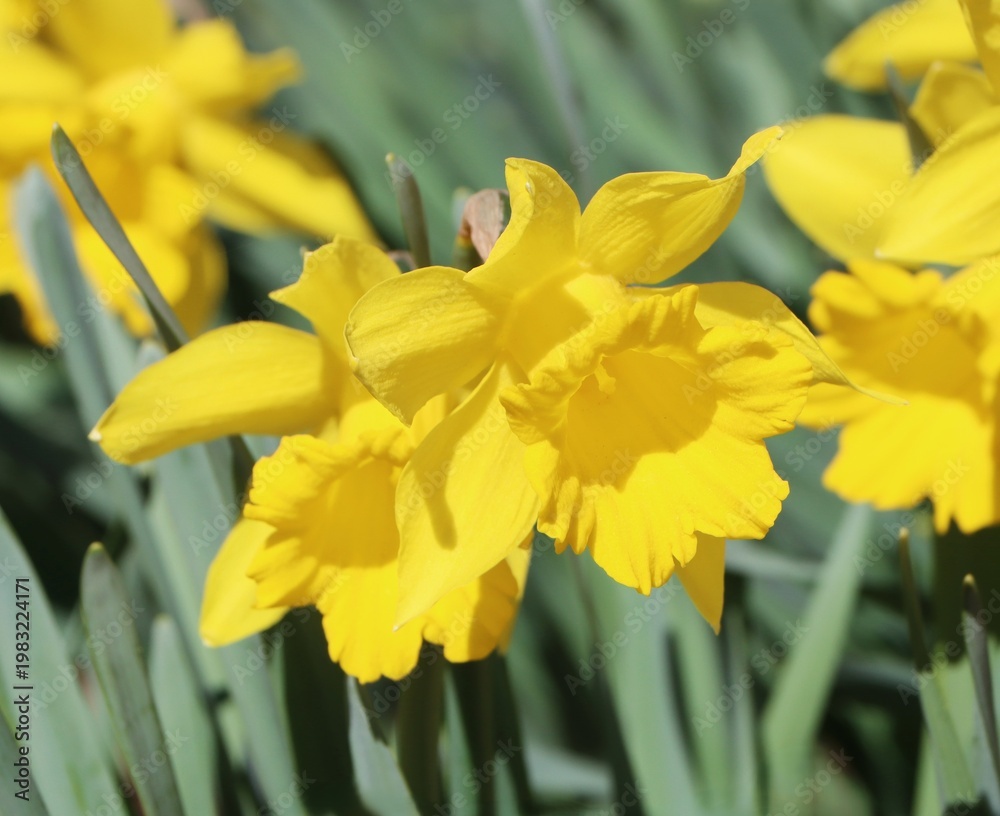 Obraz premium Narcissus pseudonarcissus (wild daffodil) blooming in a garden