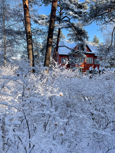 View through bush branches completely covered with frost and snow toward small red house, winter nature and seasonal