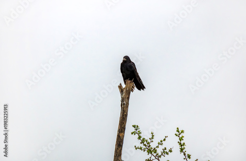 A black bird (rook) perches on a dry tree branch, looking into the distance. Wildlife concept with space for text.