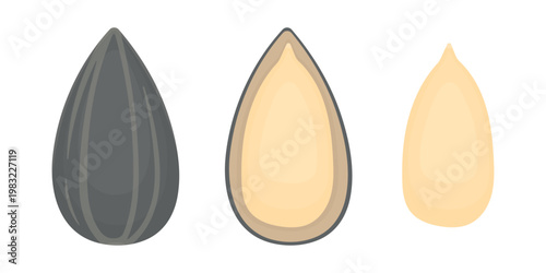 Three stages of sunflower seed cleaning on a white background. Natural product.