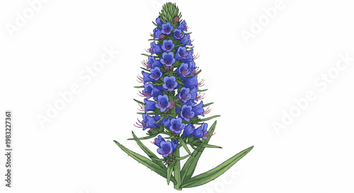 A detailed illustration of a tall, vibrant purple flower spike with green leaves