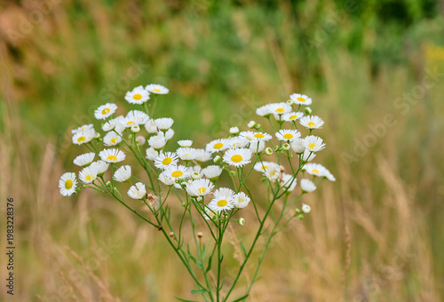 Annual flowers Erigeron annuus with small white petals.