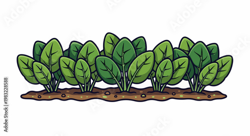 Row of healthy green spinach plants growing in rich brown soil