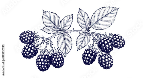 Blackberry Branch Illustration: Hand-Drawn Vintage Style Berries and Leaves