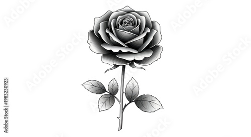 Monochrome Rose Illustration