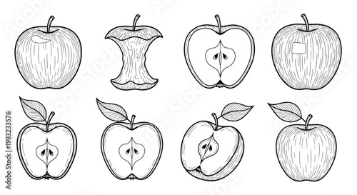 Hand-drawn Apple Illustrations: Whole, Halved, and Core