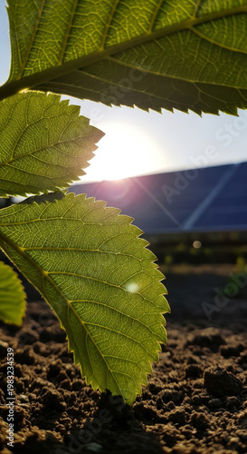 Green leaf in front of solar panels at sunset