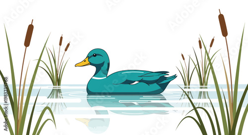 Turquoise Duck Swimming in Water with Reeds, Reflections