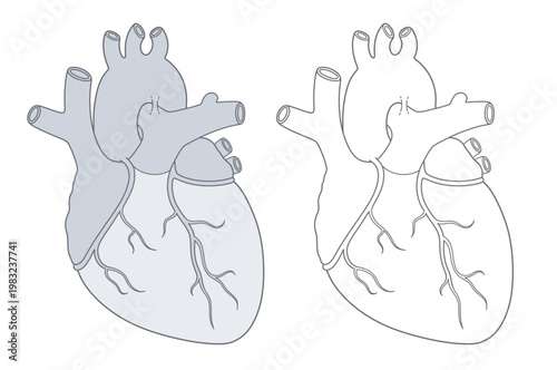 Set of two gray and outline medical diagrams of the human heart showing coronary arteries and major vessels. Cardiology series. 