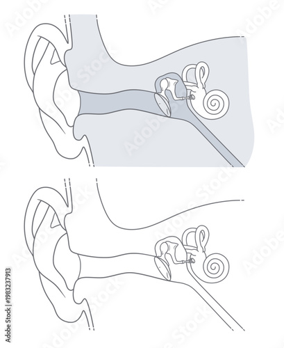 Human ear anatomy vector illustration. Set of two medical diagrams showing the outer, middle, and inner ear structure in gray and outline styles. ENT Series.