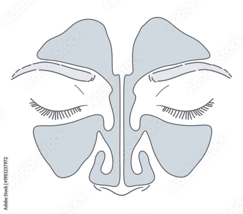 Human paranasal sinuses anatomy vector illustration. Frontal view of the face showing frontal and maxillary sinus cavities in gray and outline styles. ENT Series.