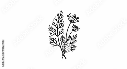 Black and white line drawing of dill fronds and seed heads with bulb