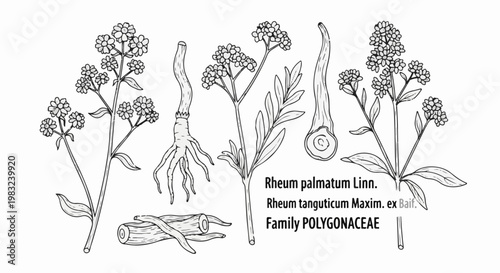 Botanical illustration of rhubarb plants with roots, stems, and flowers