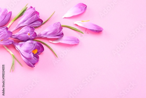 Beautiful crocus flowers on pink background, flat lay. Space for text