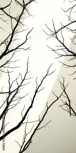 Angular branches reach skyward, stark against bright studio light,  specter,  artistic