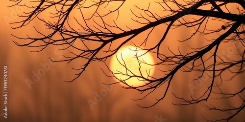 Bare tree branches reach into a soft, diffused dawn light, creating an elegant, ethereal silhouette,  soft,  dawn