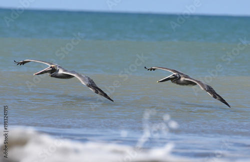 фотографія pelecanus
