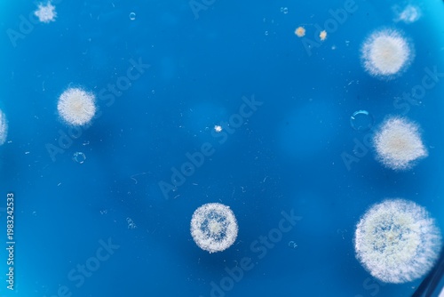 Billede på lærred Biochemistry. Petri dish with samples as background, top view