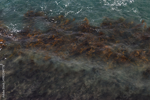 Seaweed dancing in waves