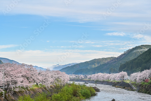 山に霧がかかる朝方の桜と雪山の風景写真　【岐阜県　郡上市】