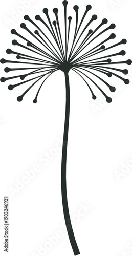 Dandelion flower head with seeds in a minimalist style, on a white background