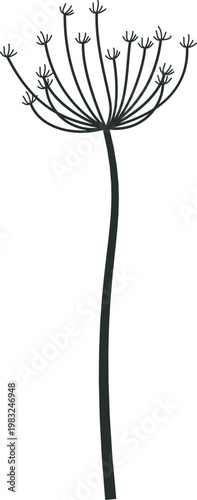 Botanical illustration of a plant with an umbel flower head