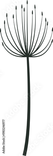 Allium flower head creating a minimalist botanical design element on white background
