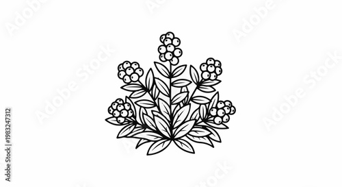 Black and white illustration of a cluster of berries on a plant