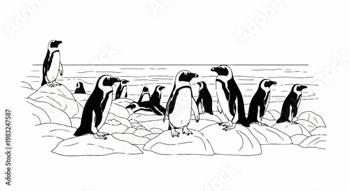Black and white illustration of a colony of penguins standing on rocks near the ocean