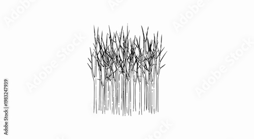 Black and white illustration of a dense cluster of tall, slender stalks with thin branches