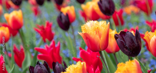 Colourful tulips, photographed in springtime at Victoria Embankment Gardens on the bank of the River Thames in central London, UK.