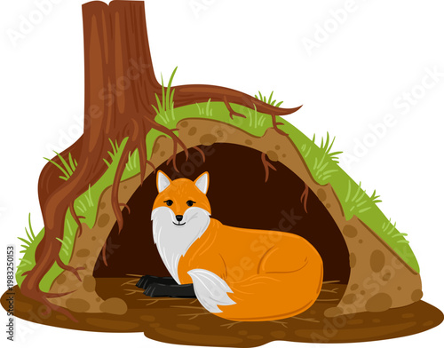 Red fox curled up in burrow under tree roots, representing wildlife habitat