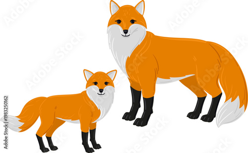 Two cartoon red foxes, a parent and a cub, standing together on a white background