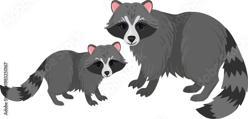 Raccoon adult and cub standing on a white background, looking directly forward