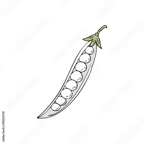 Hand-drawn illustration of a single pea pod filled with white peas