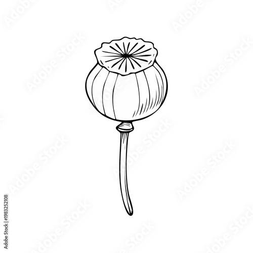 Hand-drawn illustration of a single poppy seed head on a stem, sketched in black and white.