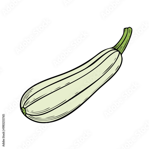 Hand-drawn illustration of a pale green zucchini squash with visible ribs and a green stem