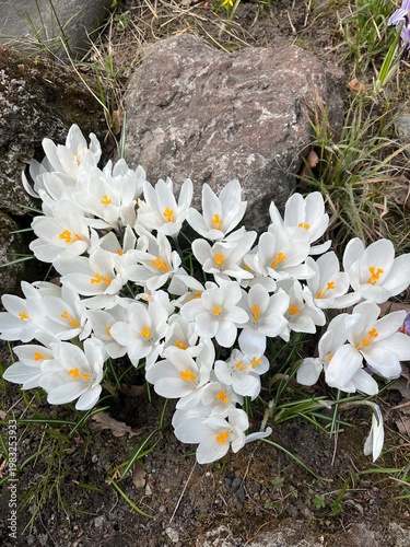 Blooming Crocus Jeanne d'Arc with white flowers.  Beautiful petals and stamens close-up.Meadow landscape with blossoming plants.First bloomers. bulbous plant flowering in early spring