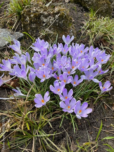 Blooming crocus tommasinianus with purple flowers blooming in the garden.gently violet, large flowered plant.First bloomers.Natural spring background